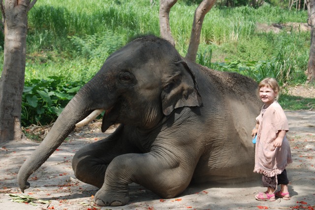 brushing-her-elephant
