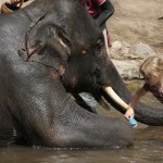 callie-giving-her-elephant-a-bath
