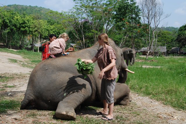 cleaning-up-an-elephant
