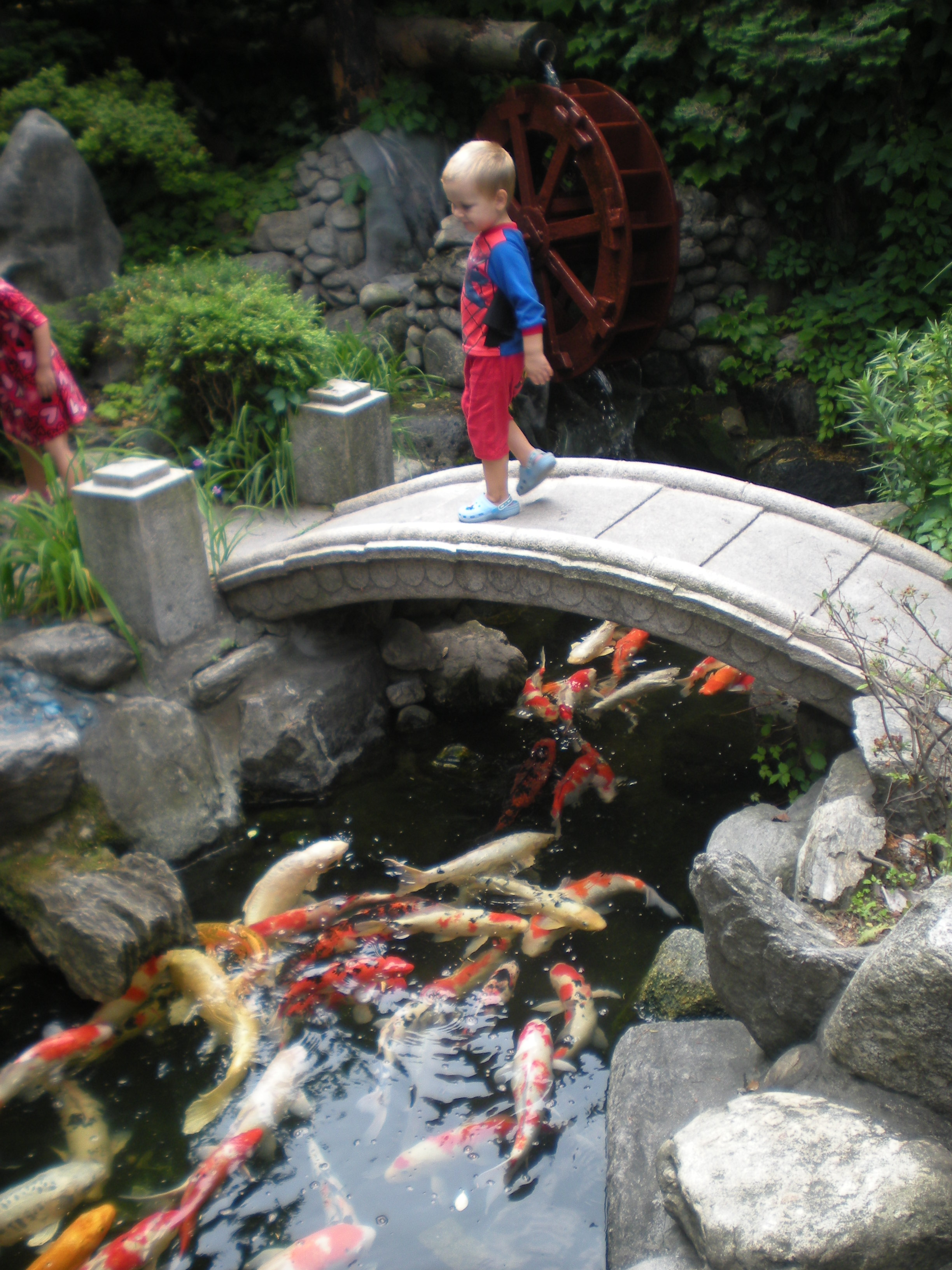 Couper and the fish pond