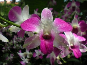 Orchid at Singapore Botanic Garden