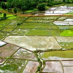 Rice paddies from above.