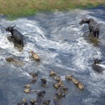 Water buffalo and their calves wade out of the flood plain.