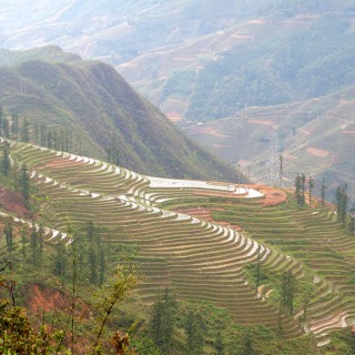 Northern Vietnam rice paddies
